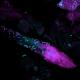 Illustration for article titled This Fungus Is Growing All Over Your Body
